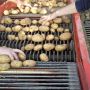 raccolta patate (small).jpg